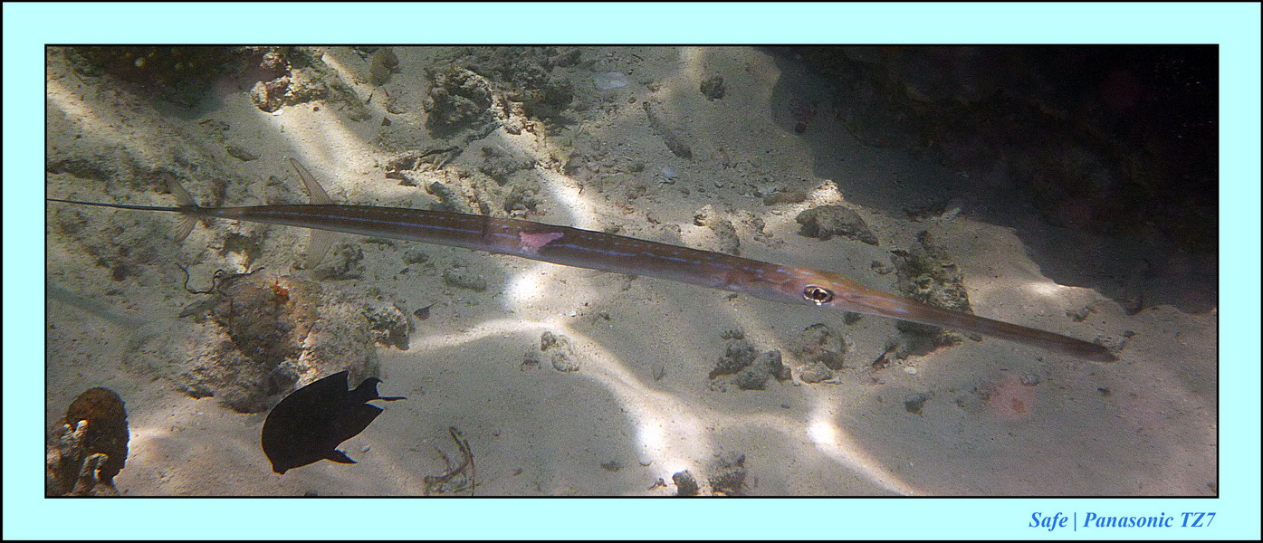 2011 - 08 - Borneo - Mataking 43